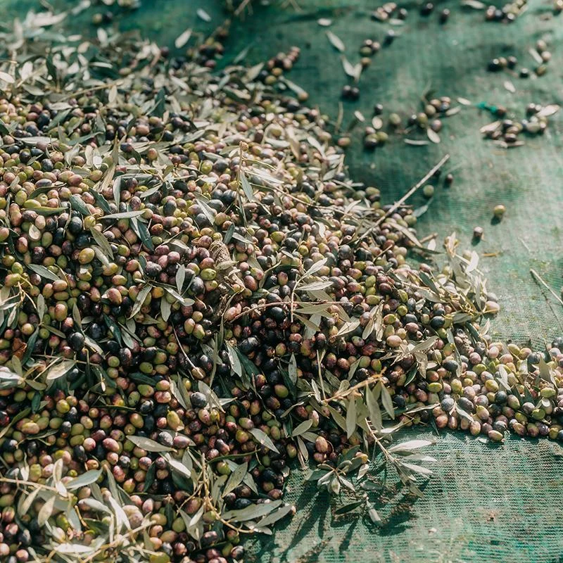 Cultura Biologica Cultura Biologica